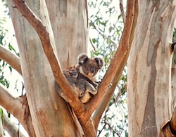 koala