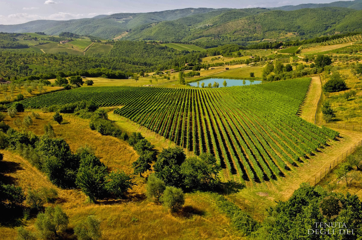 Vigna Panoramica rid