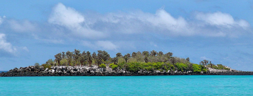 Roberto Cavalli - Galapagos